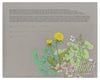 Dandelion Purslane Herbal Ketubah | Tallulah Ketubahs