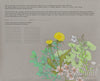 Dandelion Purslane Herbal Quaker Marriage Contract | Tallulah Ketubahs