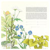 Milkweed Herbal Ketubah | Tallulah Ketubahs