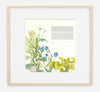 Milkweed Herbal Ketubah | Framed | Tallulah Ketubahs